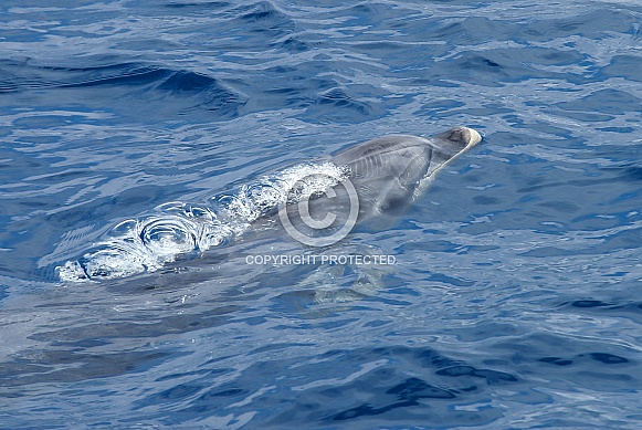 Common Bottlenose Dolphin (wild)