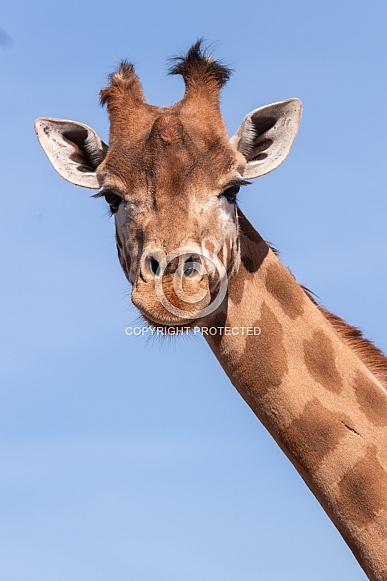 Giraffe Portrait Head Shot