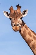 Giraffe Portrait Head Shot