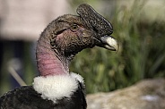 Andean condor close up