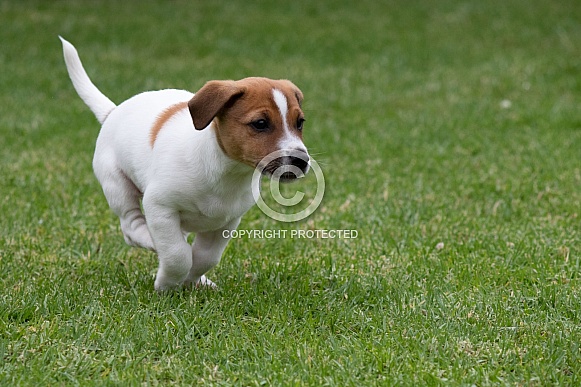 Jack Russell Terrier puppy.