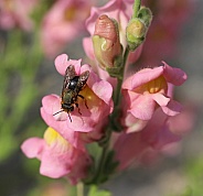Insect On Snapdragon