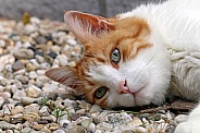 House cat (Felis catus)