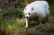 white racoon dog