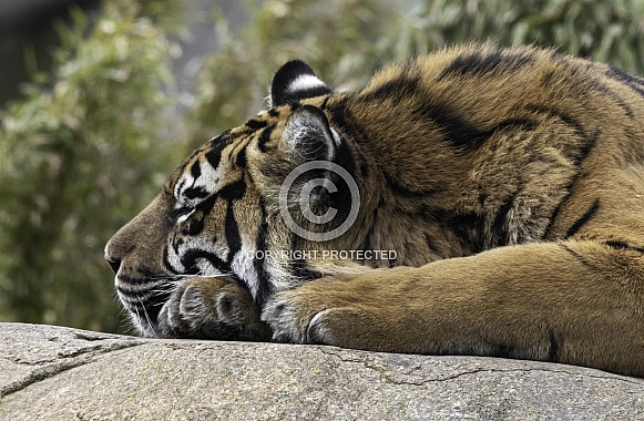 Sumatran Tiger Close Up Asleep