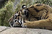 Sumatran Tiger Close Up Asleep
