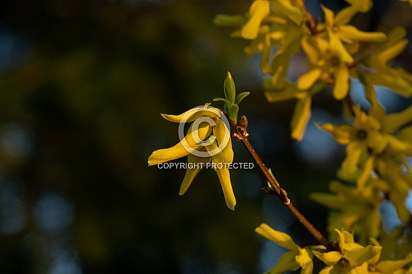 Forsythia Bush Blossoms