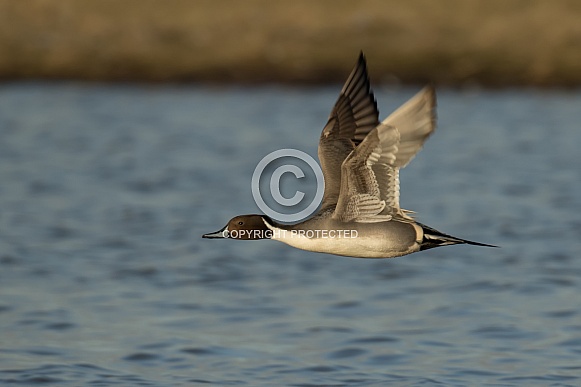 Northern Pintail Duck in Flight