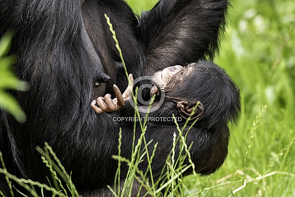 Newborn Chimpanzee Baby In Mothers Arms