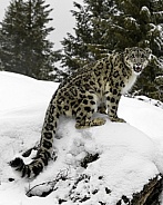 Snow Leopard-Ghost of the Mountains