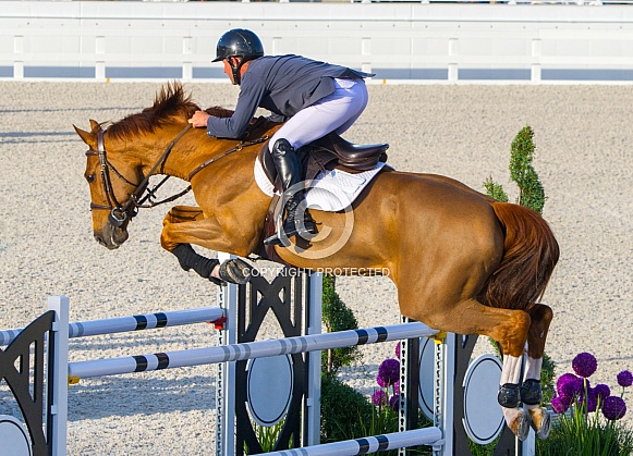 1-30-21 Ocala, Florida. Equestrian Sports, Horse jumping Show free event competition Horse Riding themed photo view of riding chestnut brown horse while jumping over hurdle during an event