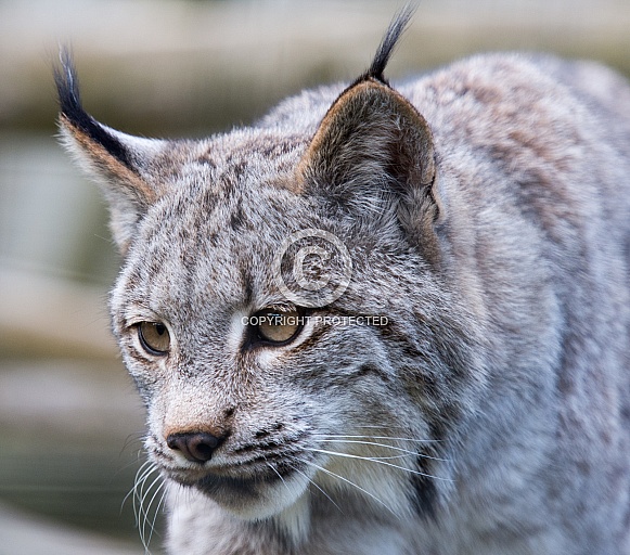 Canadian Lynx close up