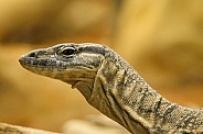 Rosenberg's Monitor Lizard