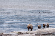 Brown Bear with three cubs walking on a beach