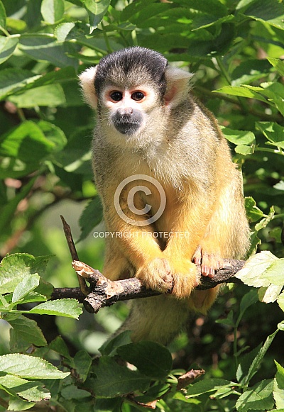 Squirrel Monkey in trees