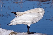 A Trumpeter Swan Yoga Pose