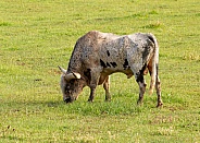 Texas Longhorn, Bos taurus, cattle