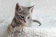 Gray tabby kitten