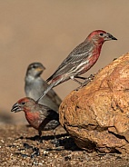 House Finch Group