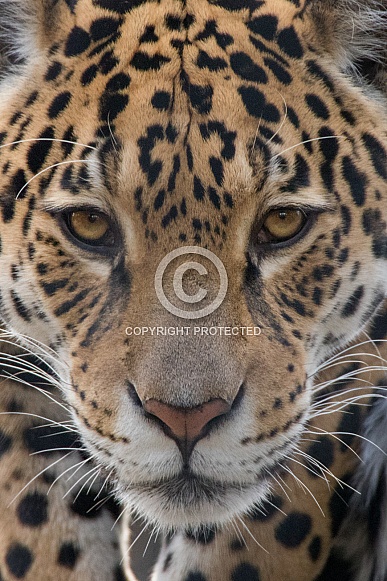 Jaguar Closeup (Panthera Onca)