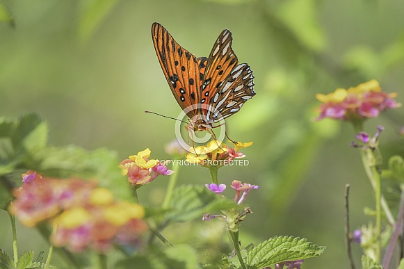 Gulf Fritillary Butterfly (Passion Butterfly)