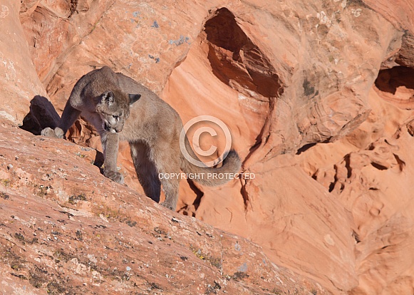 mountain lion, puma, concolor