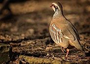 Red-Legged Partridge
