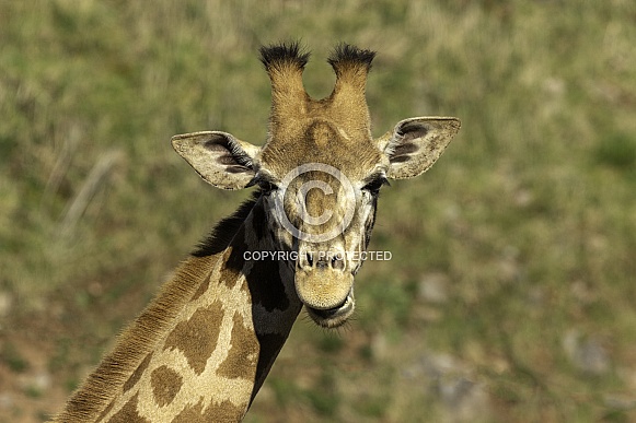 Kordonfan Giraffe, head shot looking forward