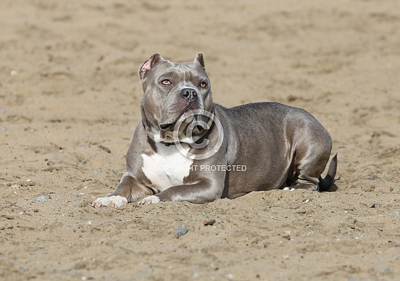Gray pitbull at the beach in the sand