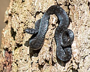 black adder on tree trunk