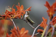 Hummingbird—Fancy Bird