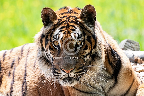 Bengal Tiger Sitting Up Alert