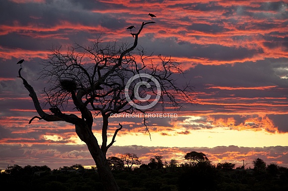 Marabou Storks roosting in a dead tree - Botswana