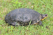 Blanding Turtle