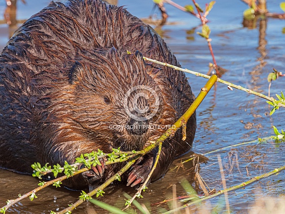 Beaver (Castor canadensis) in Alaska