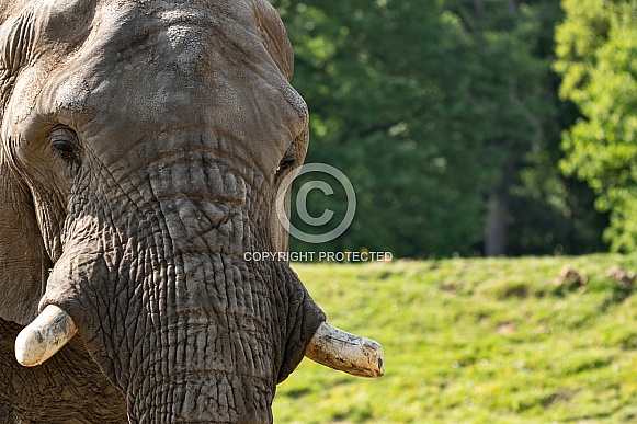 Close Up Of Elephant Face With Short Tusks