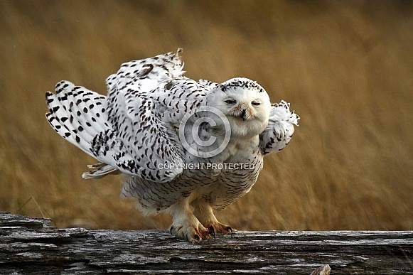 Snowy Owl--Testing The Wind