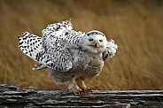 Snowy Owl--Testing The Wind