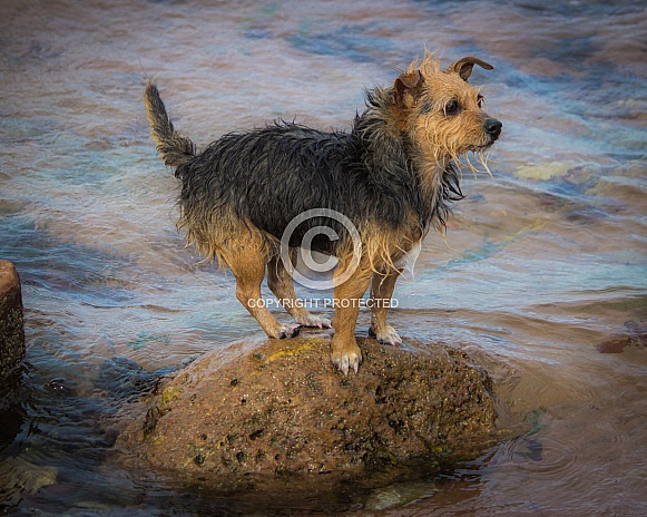 Terrier on the Rocks