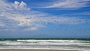 Seabirds In Flight