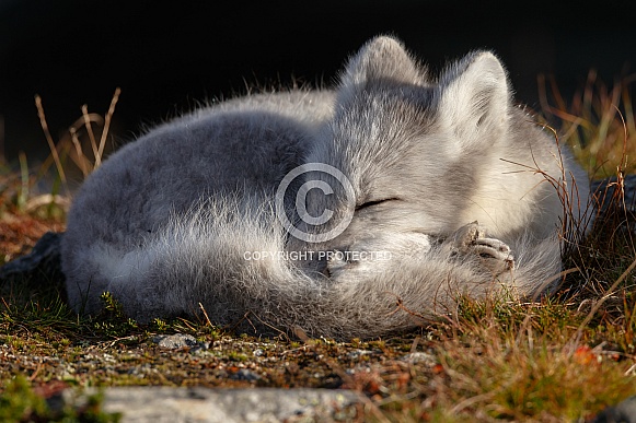 Arctic fox sleeping