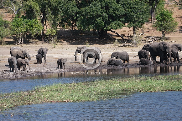 African Elephants scene