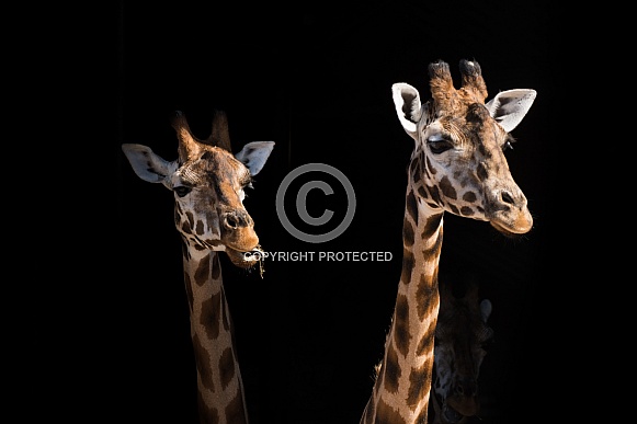 Two Giraffes