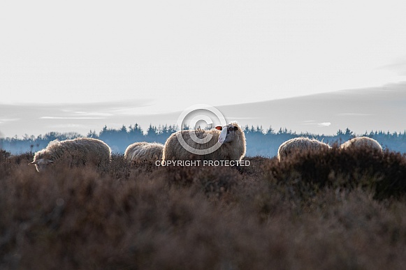 Dutch sheep