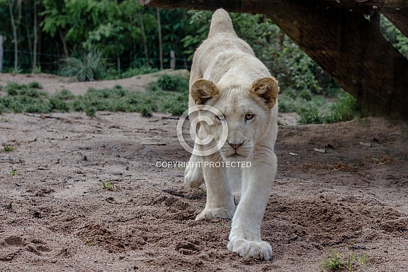 white Lion