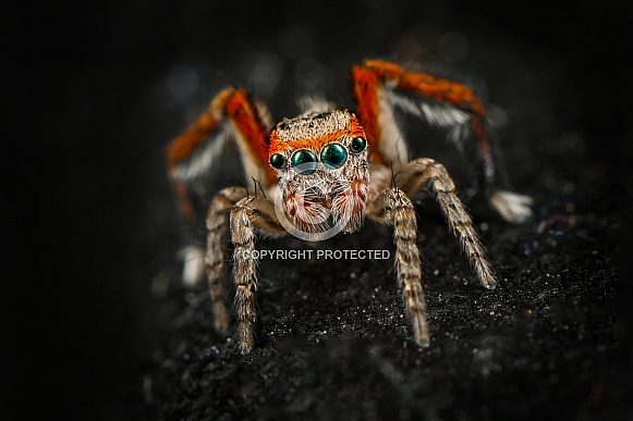 Saitis barbipes Jumping Spider