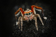 Saitis barbipes Jumping Spider