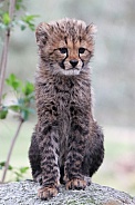 Cheeta cub
