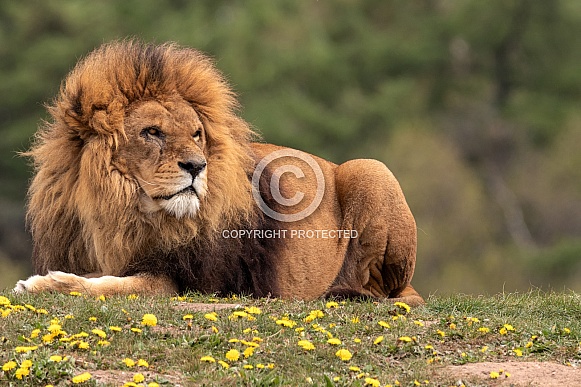 African Lion Full Body Lying Down Looking Sideways