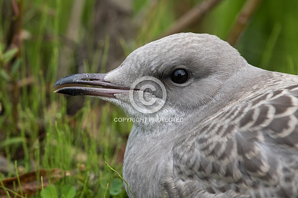 Closeup Juvenile Common Mew Gull